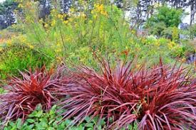 Image result for Cordyline