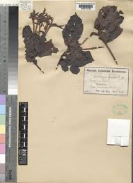 Image result for Leptactina benguelensis