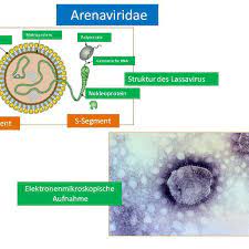 These viruses infect rodents and occasionally humans. Arenaviridae Altmeyers Encyclopedia Department Microbiology
