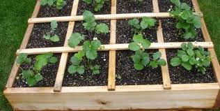 Total time to grow and harvest strawberries: How To Grow Your Own Strawberry Plants Jackson S Online Garden Centre