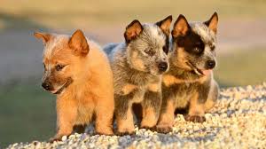 Browse through our breeder's listings and find your perfect puppy at the perfect price. Australian Cattle Dog Price Temperament Life Span
