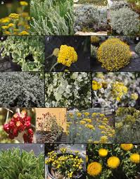 Image result for Helichrysum aureo-nitens