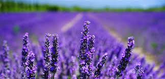 Notre dossier complet sur cette plante médicinale. Planter La Lavande Fiche Pratique Hagrry Pot Fleur