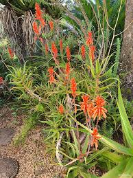 Image result for Euphorbia dawei