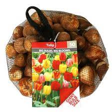 How long do flower bulbs keep? Tulip Mix Package Of 50 Dormant Bulbs Sam S Club