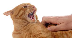 Image result for Cat Bite
