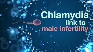 But if it's very likely you have the infection, you might be started on treatment before you get your results. Chlamydia In Testicular Tissue Linked To Male Eurekalert