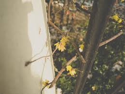 'goldspire' will typically grow 40' to 50' tall with a dense, narrow, columnar form. 15 Columnar Trees For Narrow Spaces Happy Diy Home