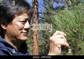 ** ADVANCE FOR SUNDAY MAY 30 ** Scott Kusumoto of the U.S. Forest Service,  examines caterpillars