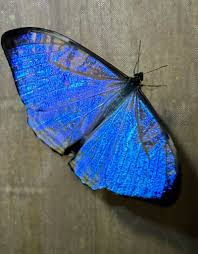 Image result for Malaxis schliebenii