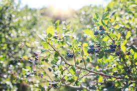Since 1816, stark bro's has promised to provide customers with the very best fruit trees and plants. New To Growing Blueberries Unh Extension