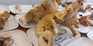 Image result for z p%u0159ednice jedovat 