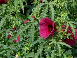 Image result for Hibiscus cannabinus