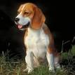 Beagle Mix Puppies For Sale Near Me | PETSIDI