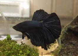833 black betta fish sale products are offered for sale by suppliers on alibaba.com, of which fish accounts for 2%, decorations & ornaments accounts for 1%, and aquariums accounts for 1. My Black Orchid Male No Name Yet But He S Loving Life In His 10 Gal I Can T Get Over How Good He Looks Bettafish
