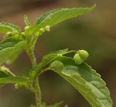 Image result for Micrococca