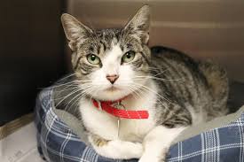 Visit our cafe cats, or schedule a visit with a cat in our foster network. Waived Adoption Fees For Cats Over One Year Old Animal League