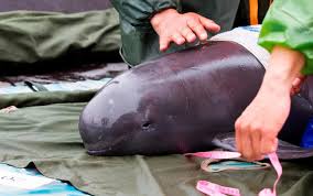 Another distinctive feature of vaquita is its ability of tolerating large annual fluctuations in temperature, which is also uncommon in porpoises. Mexico Grupos Ambientalistas Se Movilizan Para Presionar Al Gobierno Ante Inminente Extincion De La Vaquita Marina Ladera Sur