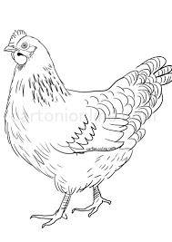 Rooster camisa is home to portuguese inspired products, we design our own apparel collection pulling from inspiration of the culture. Realistic Hen Coloring Page