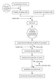 Flow Chart For Preparation Of Monoclonal Antibodies