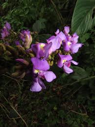 Image result for Macropsychanthus