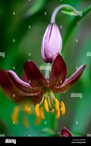 Image result for Lilium martagon `Manitoba Fox`