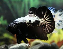 Black Betta Fish For Sale Breeding Pair Samurai Black Mamba Male Female 14 00 Standard Shipping Siamese Fighting Fish Betta Fish Tropical Freshwater Fish