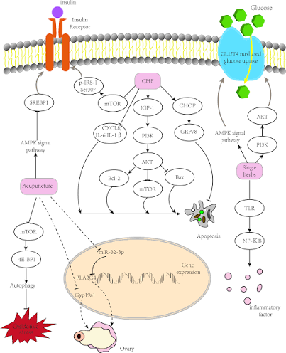 Frontiers | Effects of TCM on polycystic ovary syndrome and its cellular  endocrine mechanism