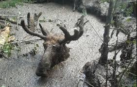 Des gens de 70 ans sauvent un orignal piégé dans un trou de boue profond en Ontario
