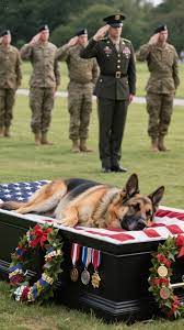 A Hero’s Farewell: The Heartbreaking Goodbye of Ranger, the K9 Officer ...
