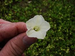 Image result for Merremia quinquefolia