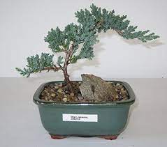Bonsai Gardens Highest Quality Small Dwarf Japanese Juniper Bonsai Tree More Info Could Be Found At The Image Url Juniper Bonsai Bonsai Tree Bonsai