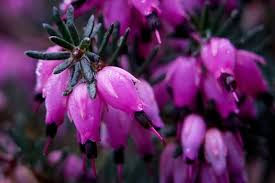 More images for kramer's rote heather care » Erica X Darleyensis Kramer S Rote Erica X Darleyensis Kramer S Red Darley Heath Kramer S Red Winter Heath Plant Lust