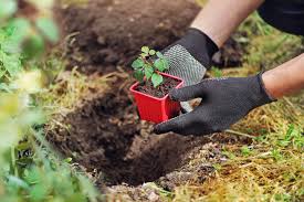 Es sollten entsprechend der wurzelbeschaffenheit tiefe töpfe gewählt werden. Wein Pflanzen Im Eigenen Garten Brigitte De