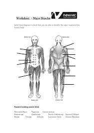 The muscles of the human body are responsible for movement; Label The Muscles Of The Body Worksheet Human Anatomy