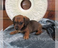 You can take a small cat or dog with you into the economy class cabin of most klm flights, and in business class on most klm flights within europe. View Ad Dachshund Puppy For Sale Near Iowa Le Mars Usa Adn 234065