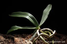 Image result for Aerangis collum-cygni