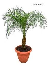 The cold hardy mexican fan palm is rapid in growth usually growing to heights of 40 to 70 feet, but some can even be seen at heights of 100 feet. 19 Small Palm Trees Ideas Small Palm Trees Palm Trees Small Palms