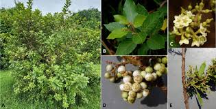 Image result for Maesa lanceolata