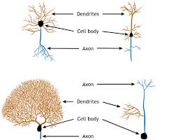 What is the cell body function. The Neuron Foundations Of Neuroscience