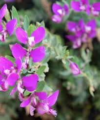 Image result for Polygala stenopetala