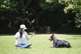 Maybe you would like to learn more about one of these? How To Become A Dog Trainer Things To Know About Dog Training