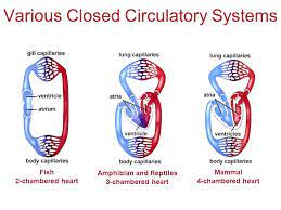 Across vertebrates, the fish heart is structurally relatively simple. Circulation And Gas Exchange Chapter 42 Gas Exchange Systems Of Different Animals Gastrovascular Cavities Platyhelminthes Cnidarians Simple Animals Ppt Download