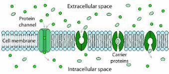 Maybe you would like to learn more about one of these? Do Animal Cells Have A Cell Membrane Video Lesson Transcript Study Com