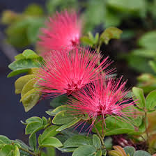 Image result for Calliandra haematocephala