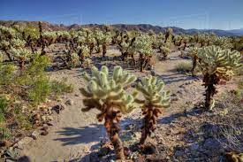 It's the teddy bear the trail focuses on teaching hikers why the cholla cactus garden is so unique and what adaptations plants and animals have developed to live here successfully. Ca Joshua Tree National Park Cholla Cactus Garden With Teddy Bear Cholla And Trail Stock Photo Dissolve