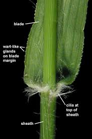 Image result for Eragrostis minor