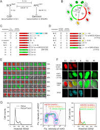 Check spelling or type a new query. Visualizing Spatiotemporal Dynamics Of Multicellular Cell Cycle Progression Cell