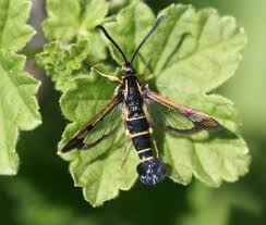 Image result for Cincinnobotrys