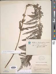 Image result for Asplenium loxoscaphoides